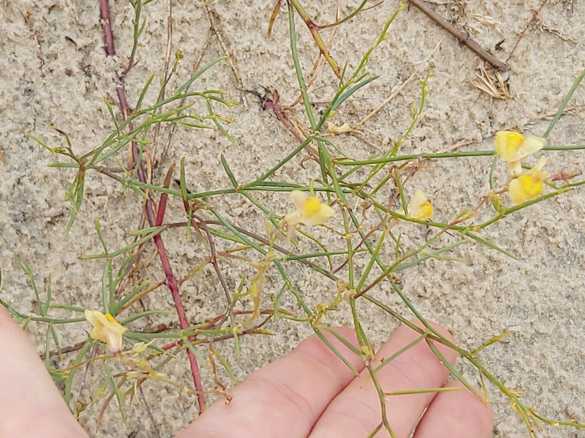 صورة Linaria loeselii Schweigger