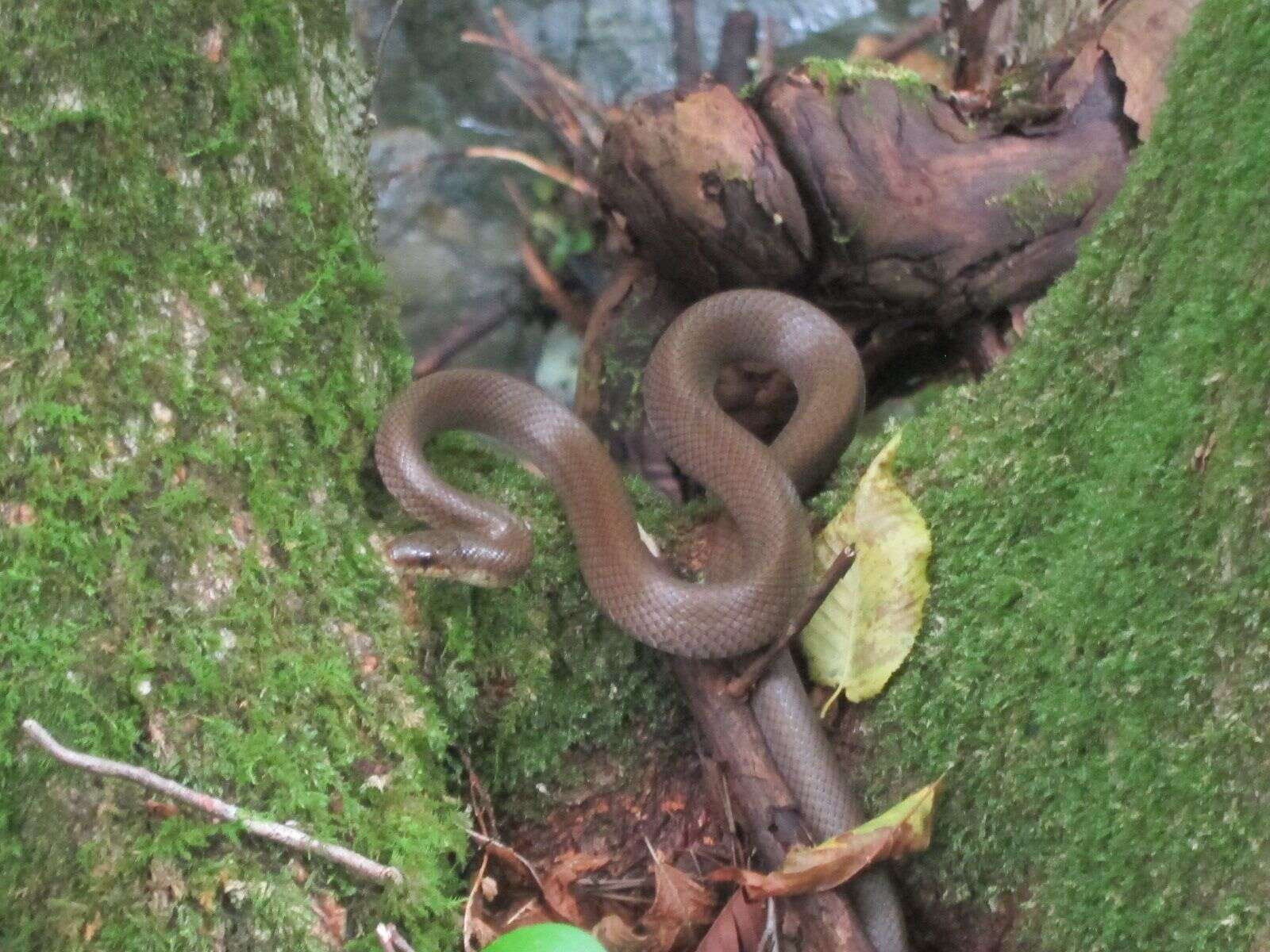 Image of Burrowing Ratsnake