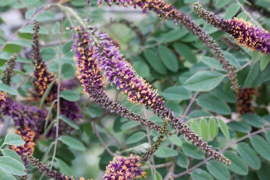 Image of leadplant