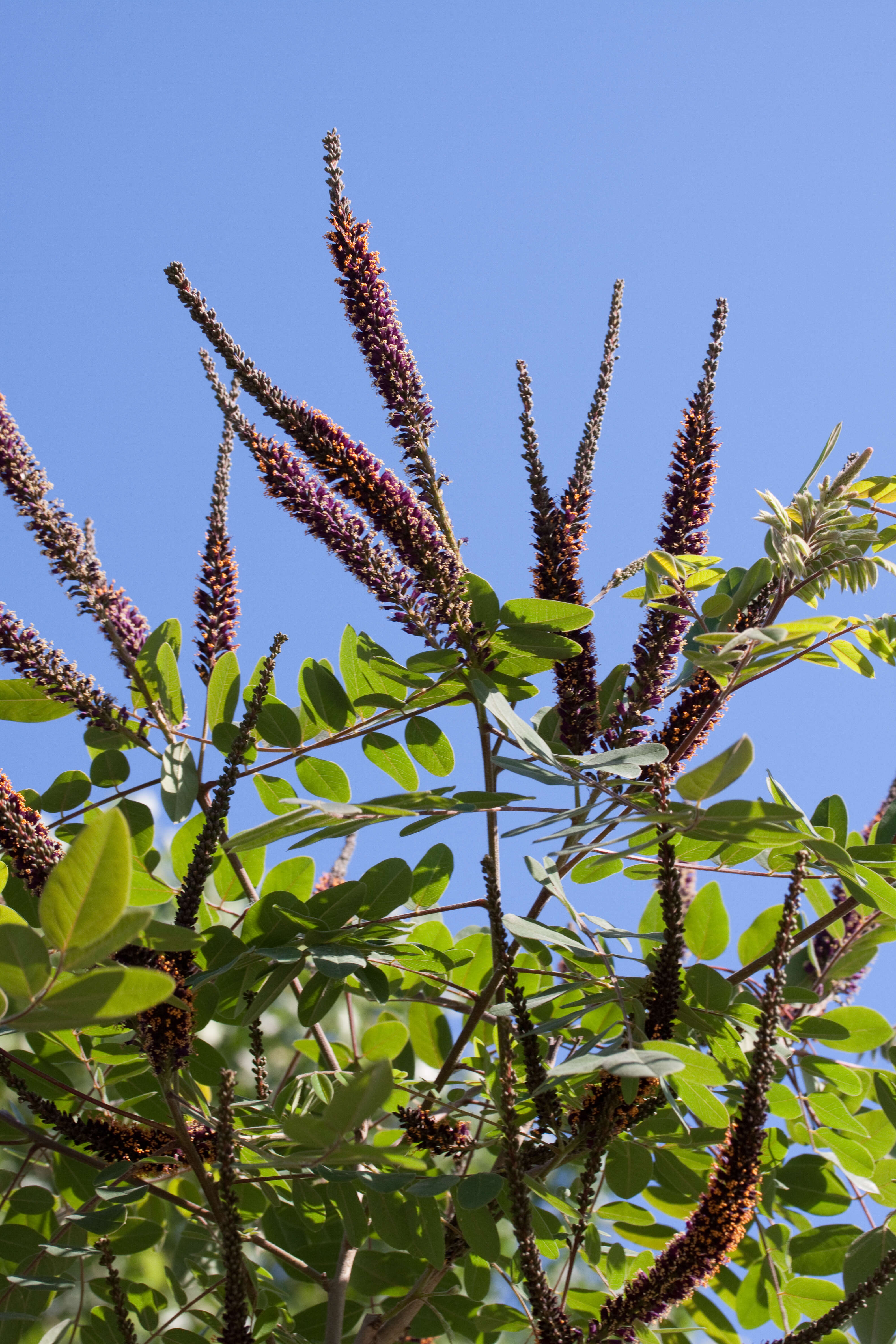 Image of leadplant