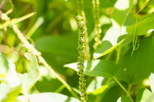 Image of lizard's tail