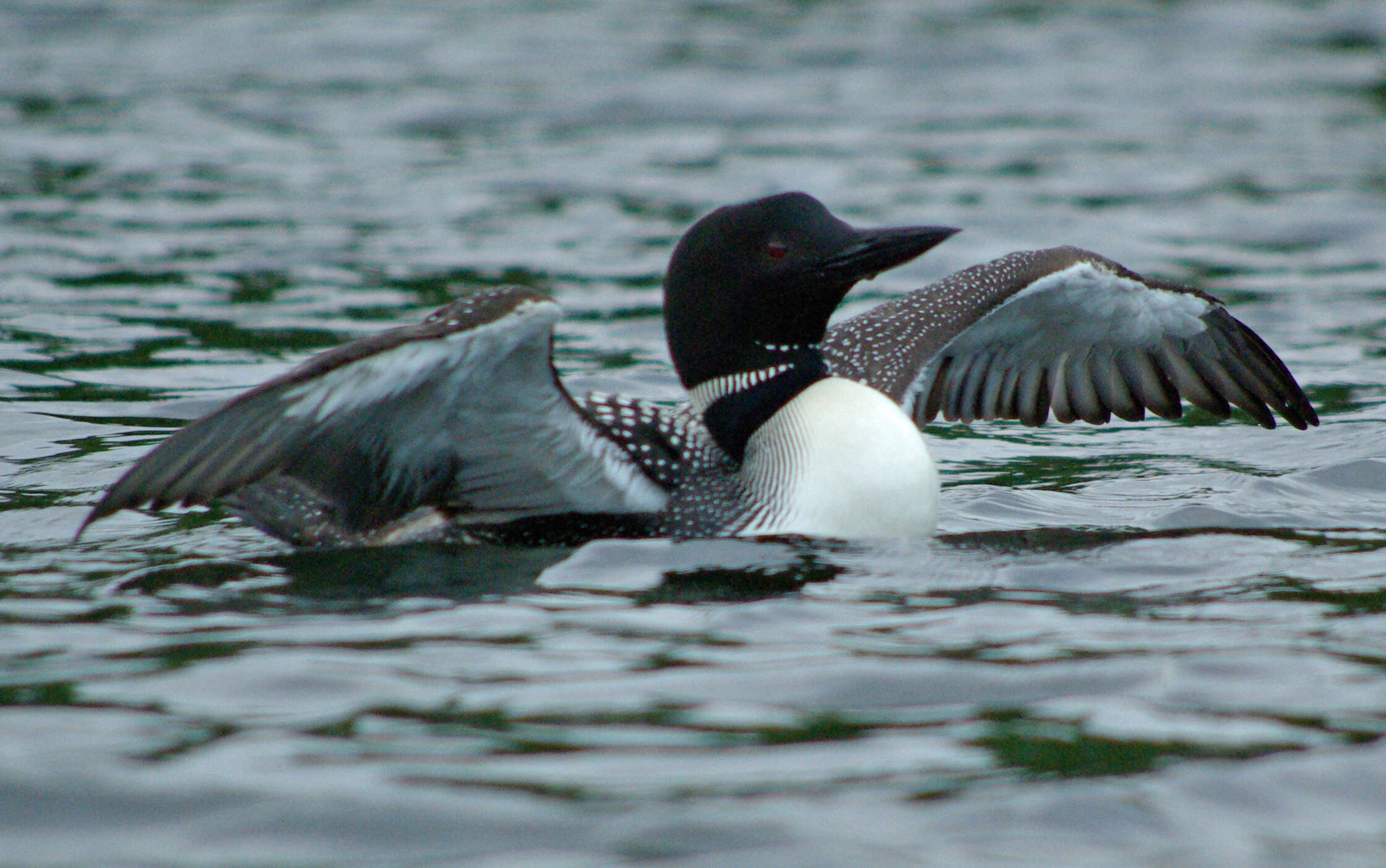 Image of loons