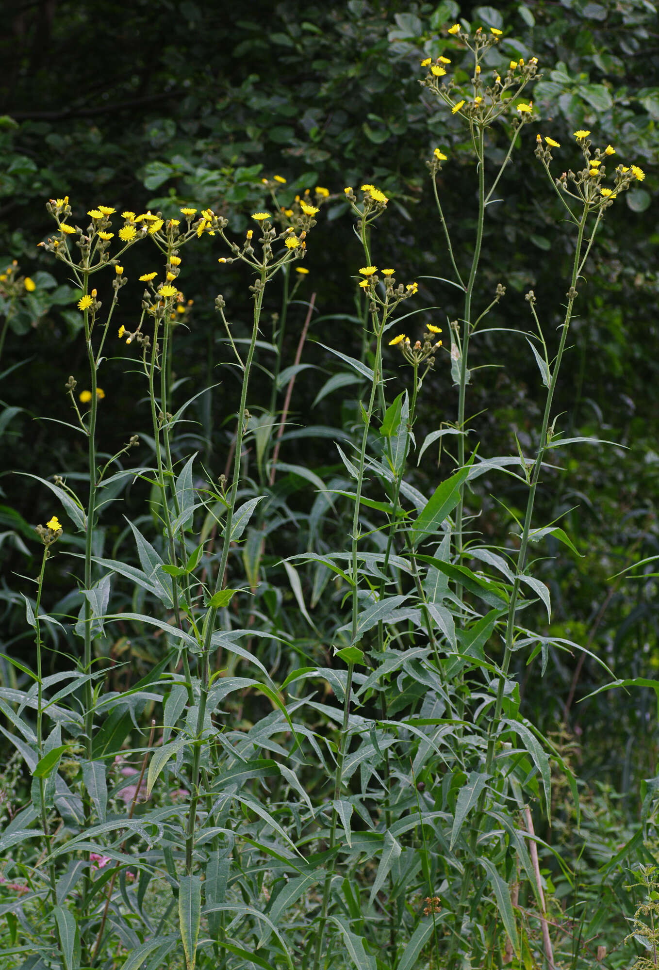 Image of marsh sow-thistle