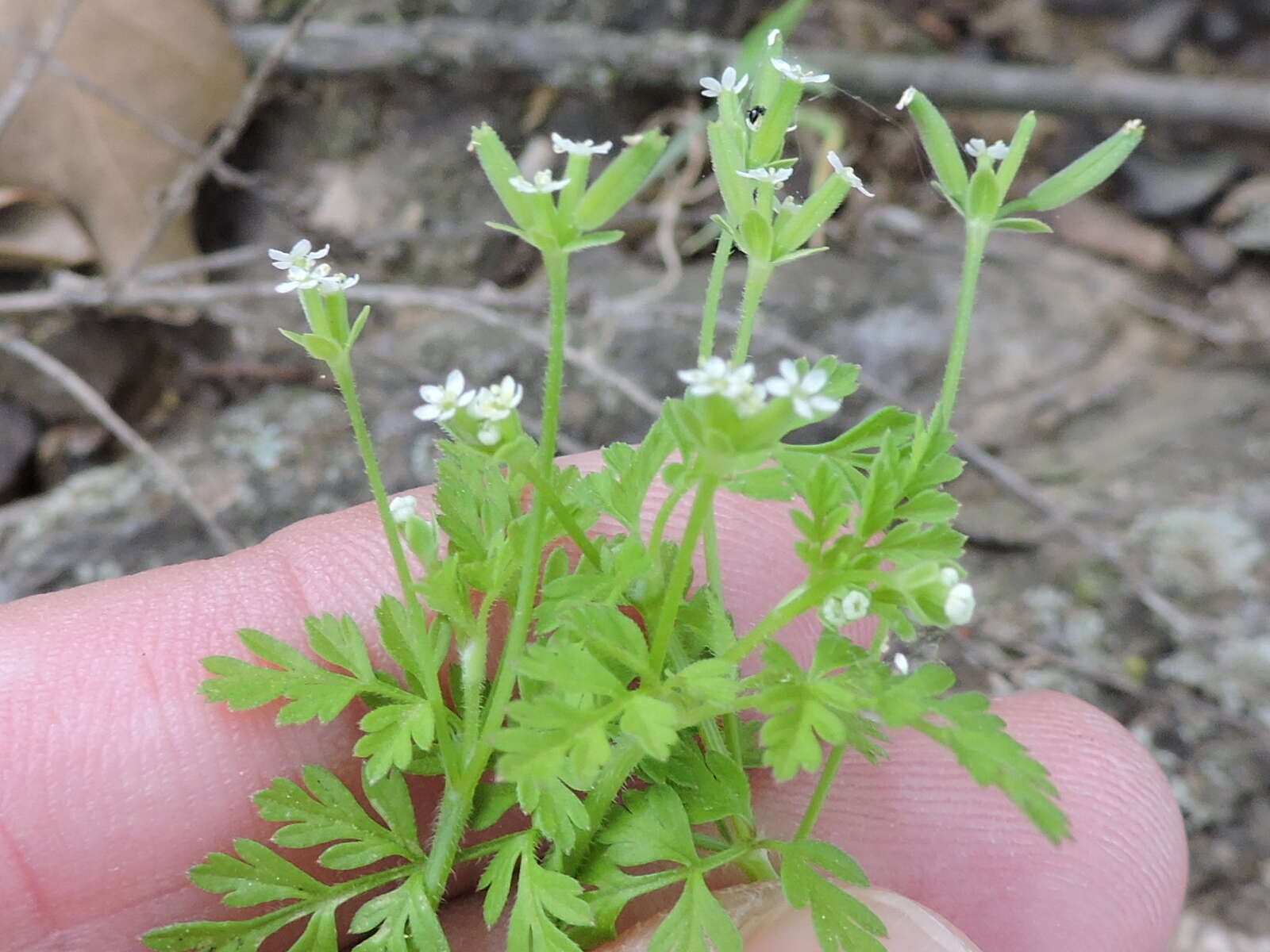 Image of hairyfruit chervil