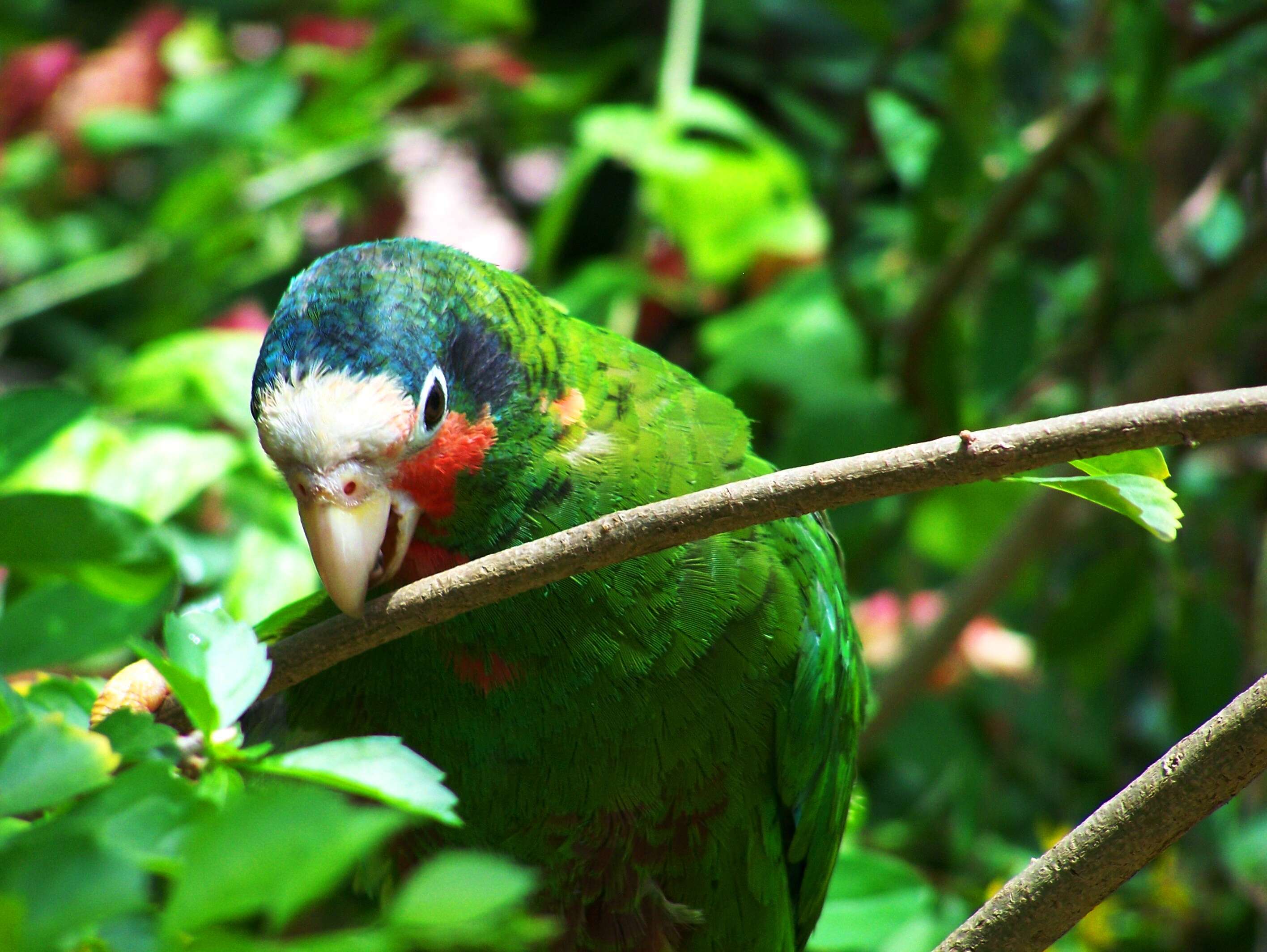 Image of Bahamas Parrot