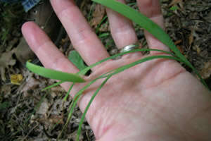 Image of white irisette