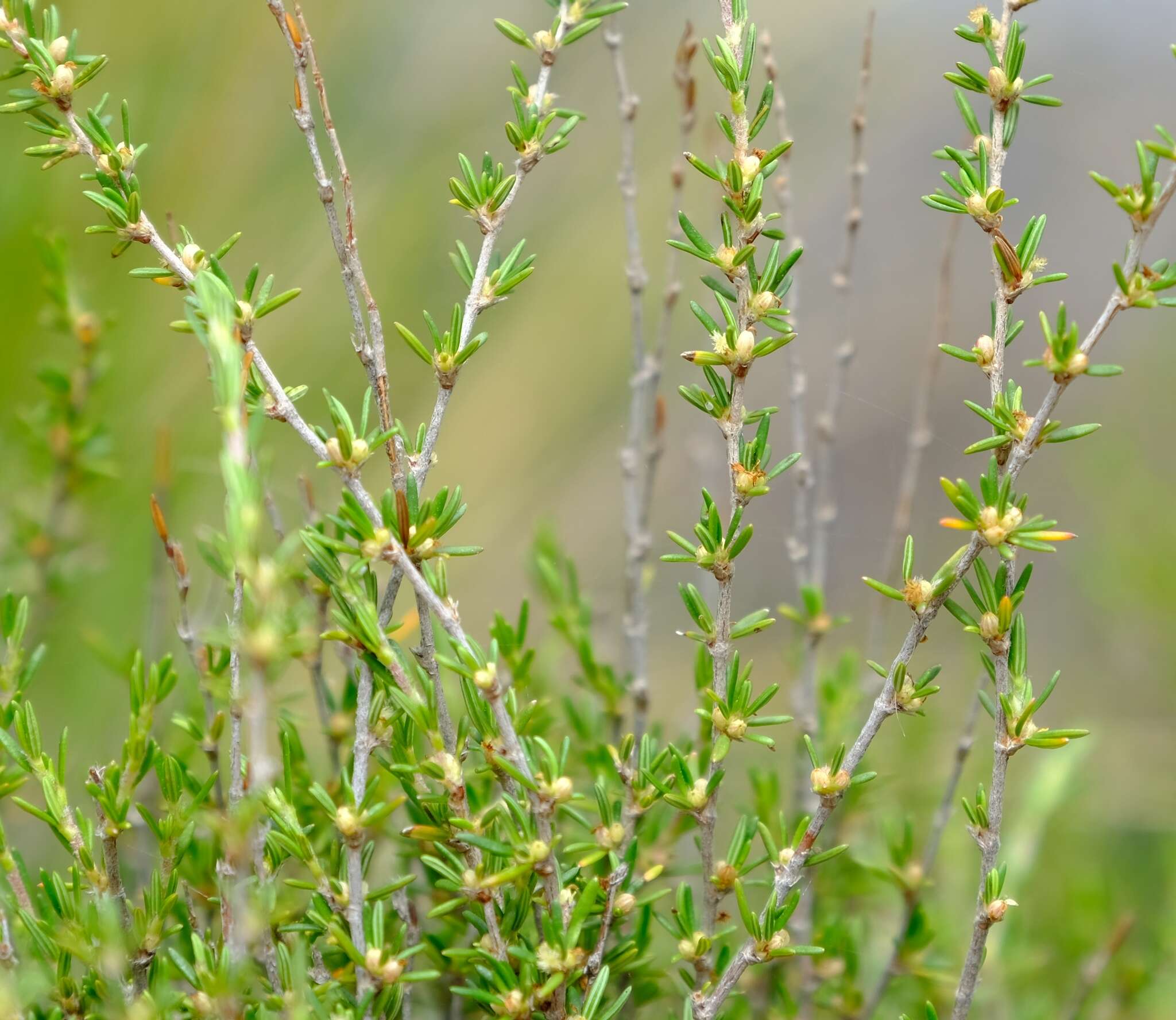 Image of Cliffortia linearifolia Eckl. & Zeyh.