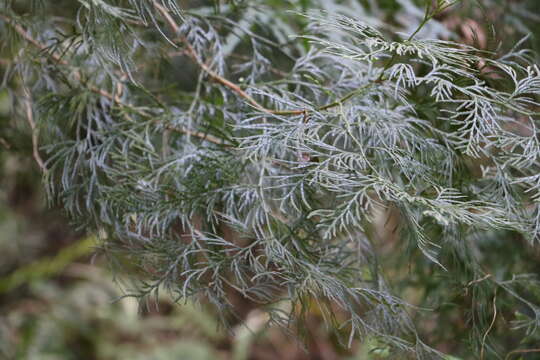 Image of Taiwan Incense-Cedar