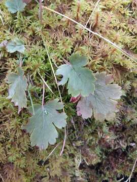 Image of gooseberryleaf alumroot