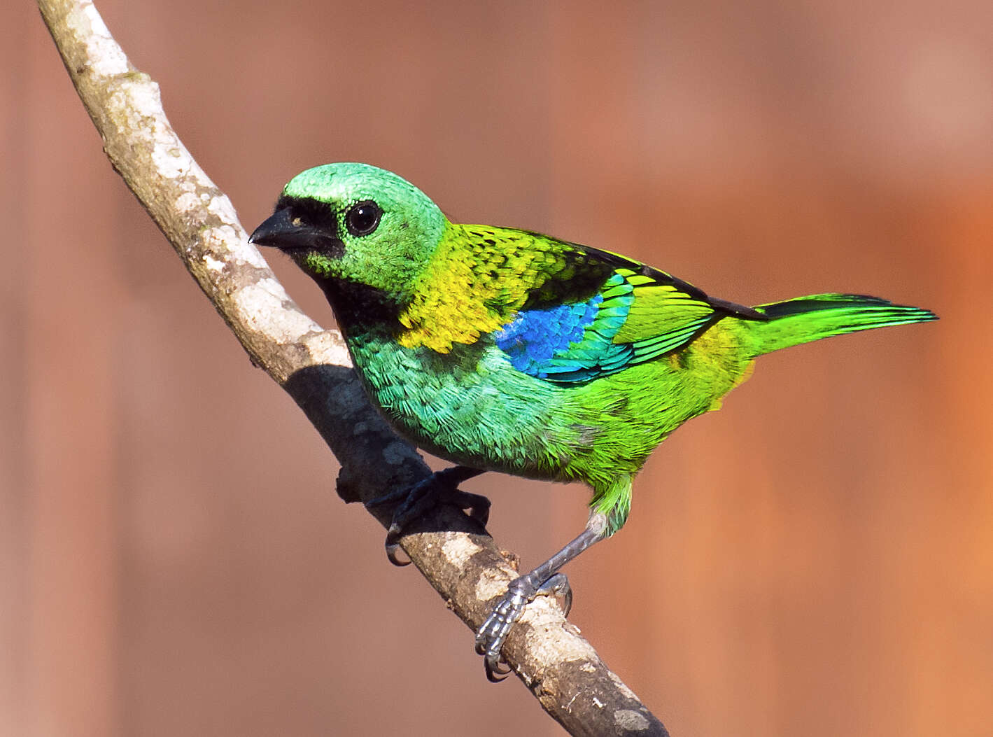 Image of Green-headed Tanager