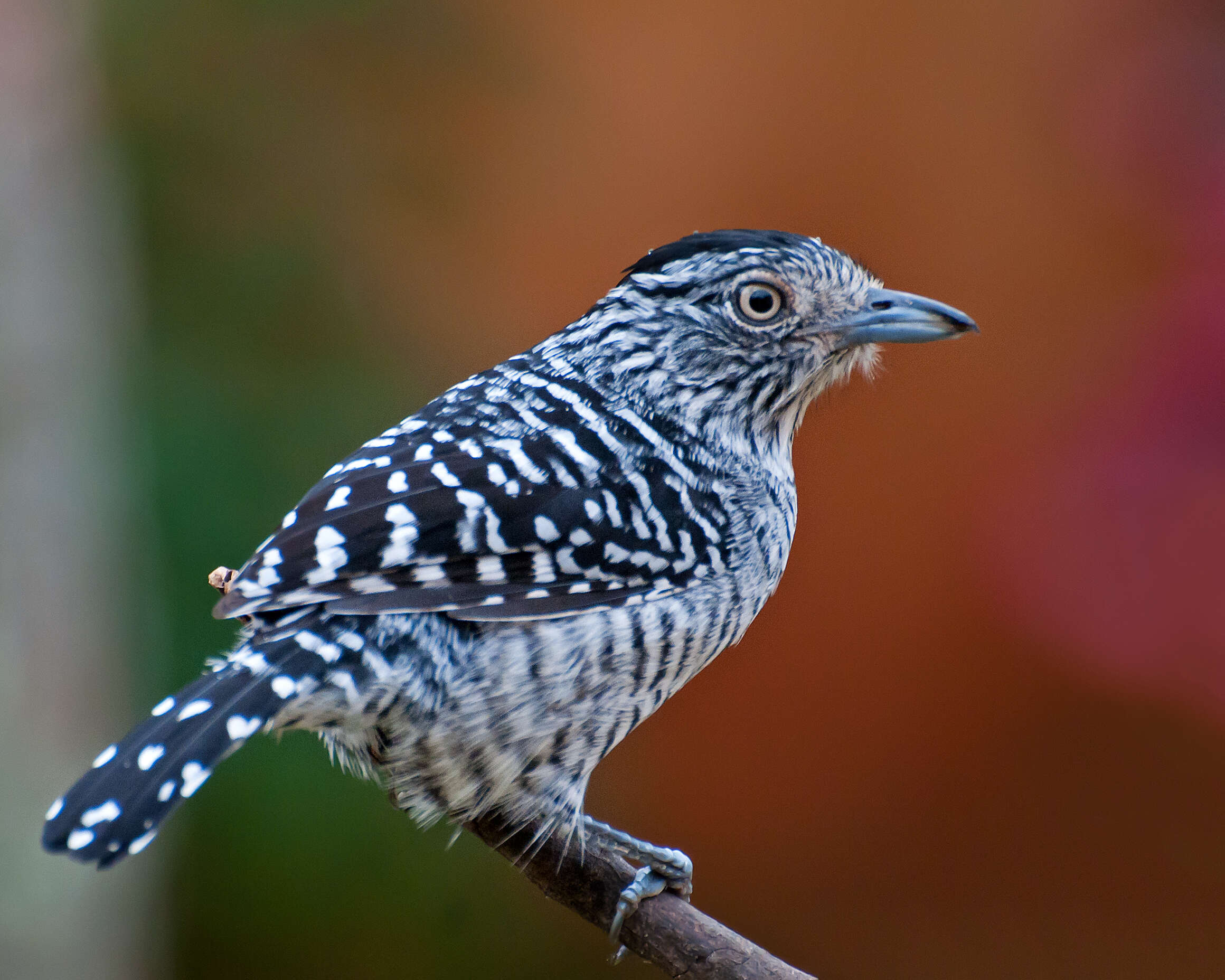 Image of Barred Antshrike