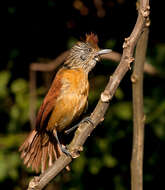 Image of Barred Antshrike