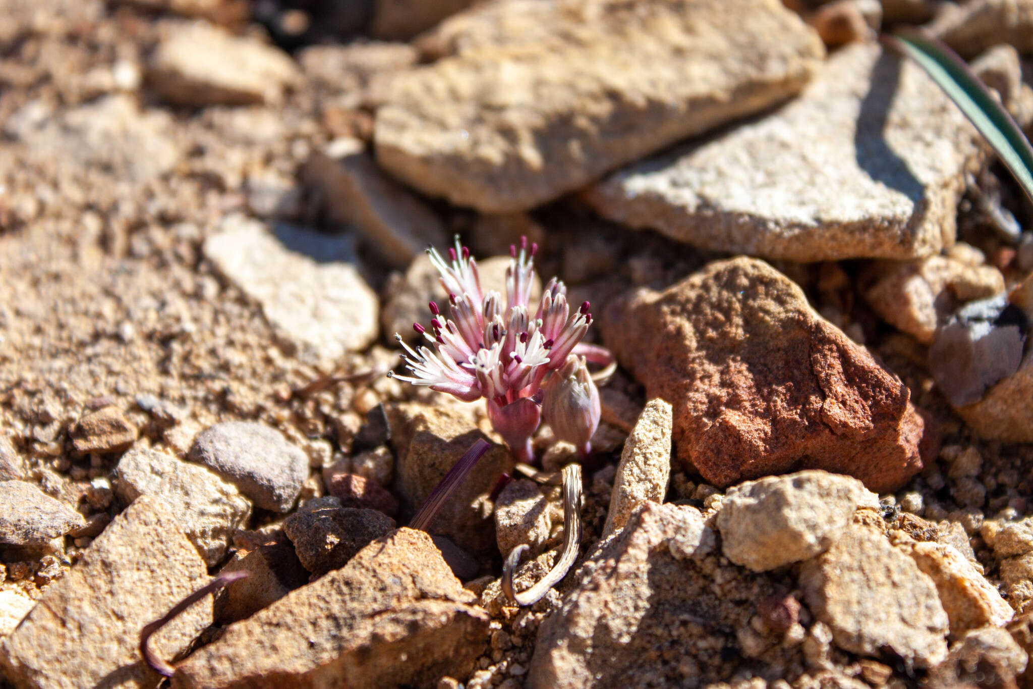 Image of Burlew's onion