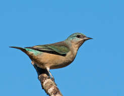 Image of Dacnis Cuvier 1816