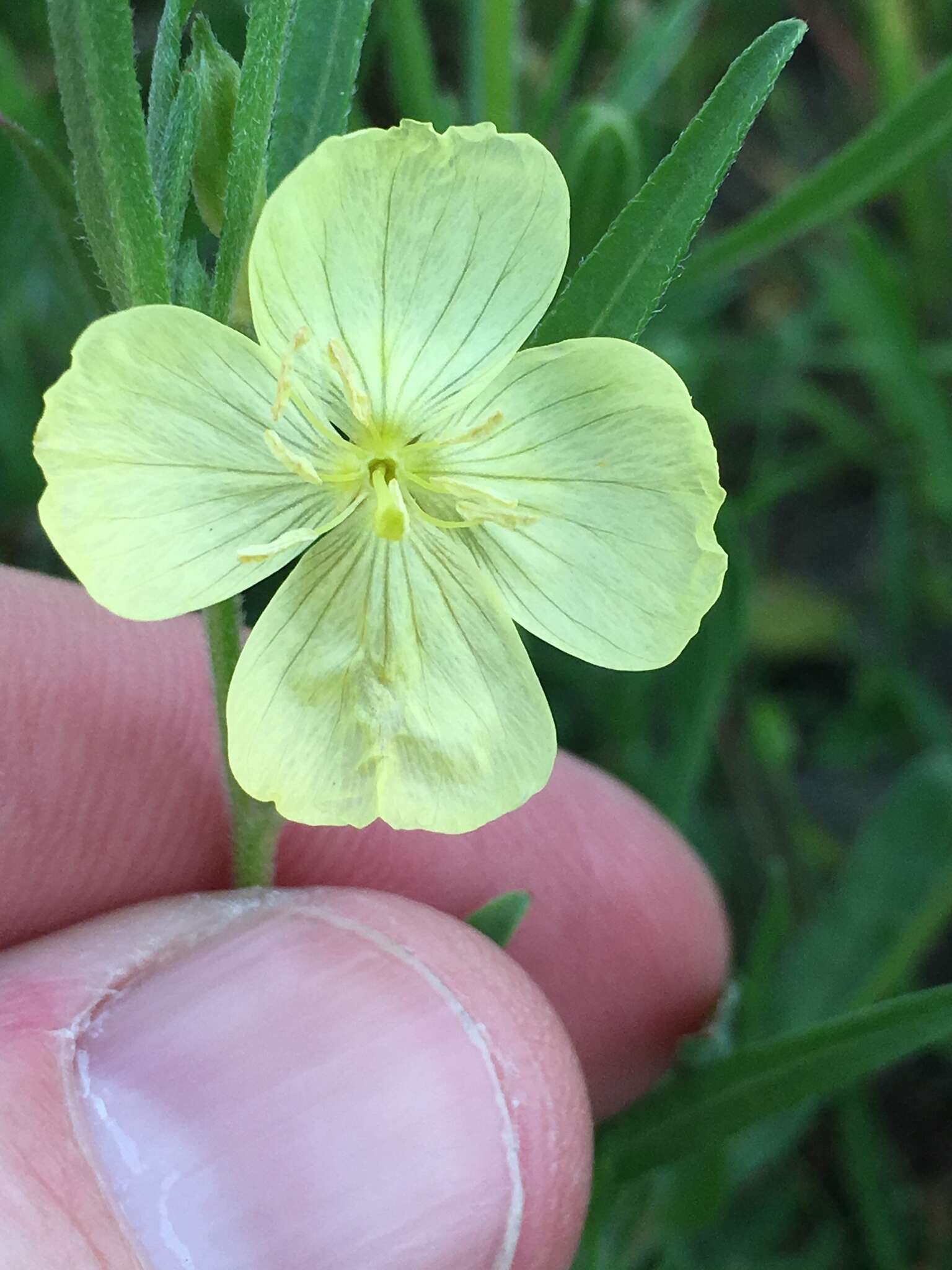 Oenothera spachiana Torr. & Gray resmi