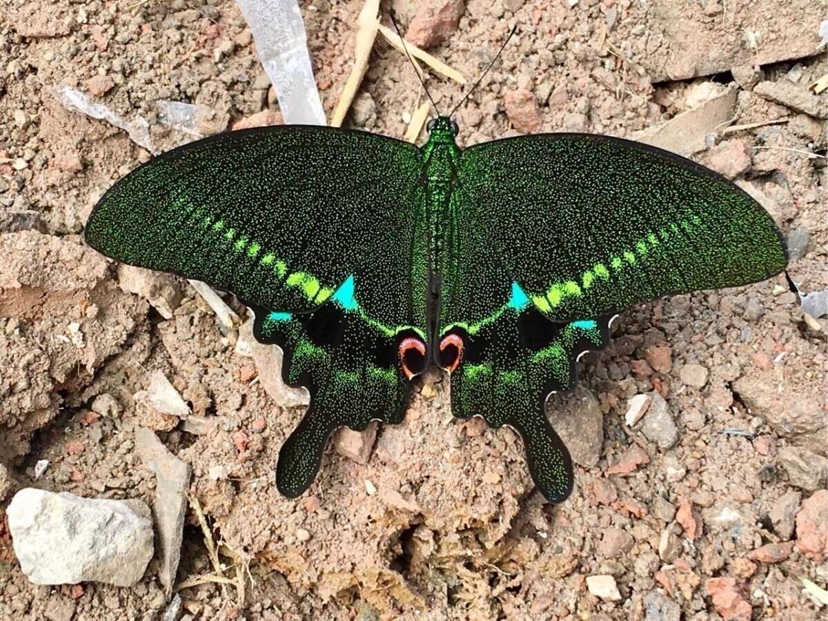 Sivun Papilio paris Linnaeus 1758 kuva