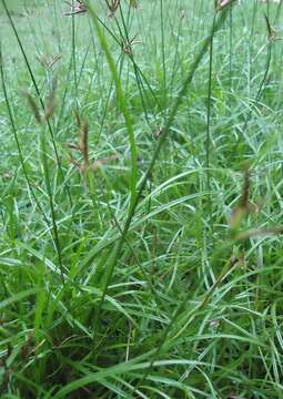 Image of nutgrass