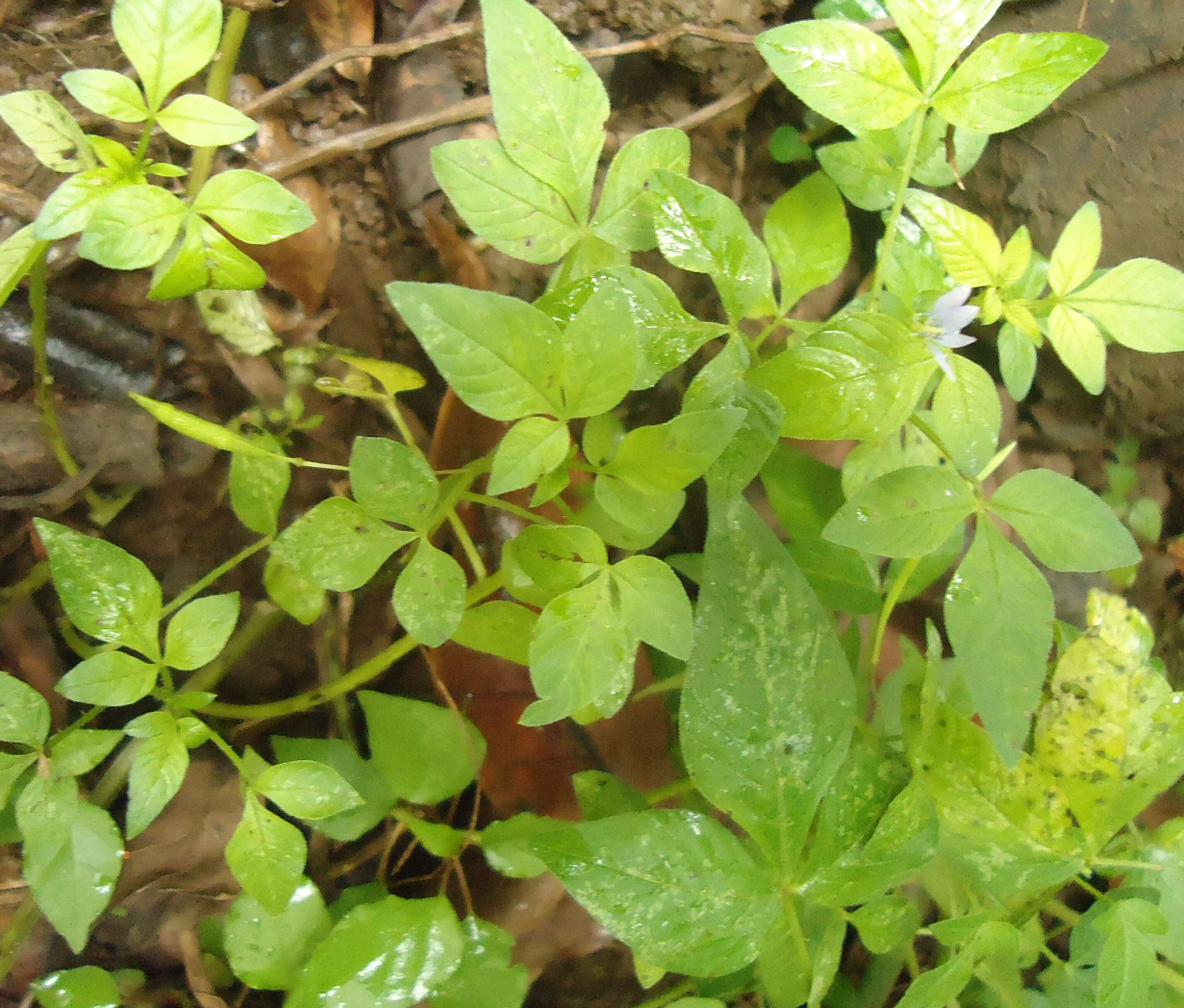 Image of fringed spiderflower