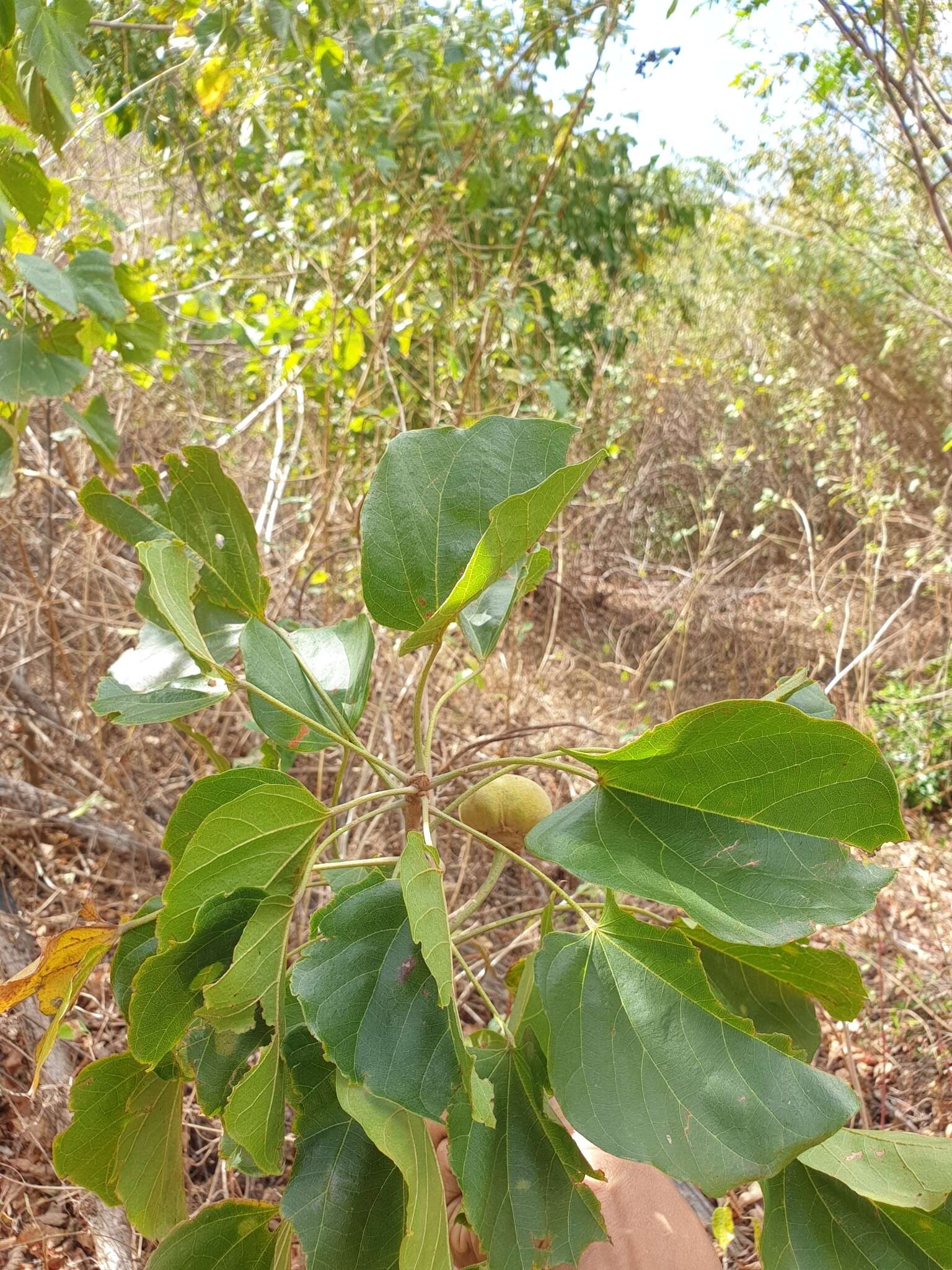 Plancia ëd Thespesia gummiflua Capuron