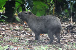 Image of Lesser Capybara