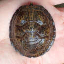 Image of Flattened Musk Turtle