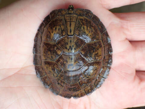 Image of Flattened Musk Turtle