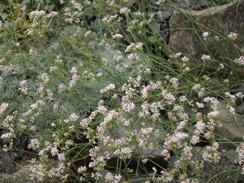 Image of squinancywort