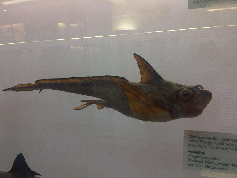 Imagem de Chimaera monstrosa Linnaeus 1758