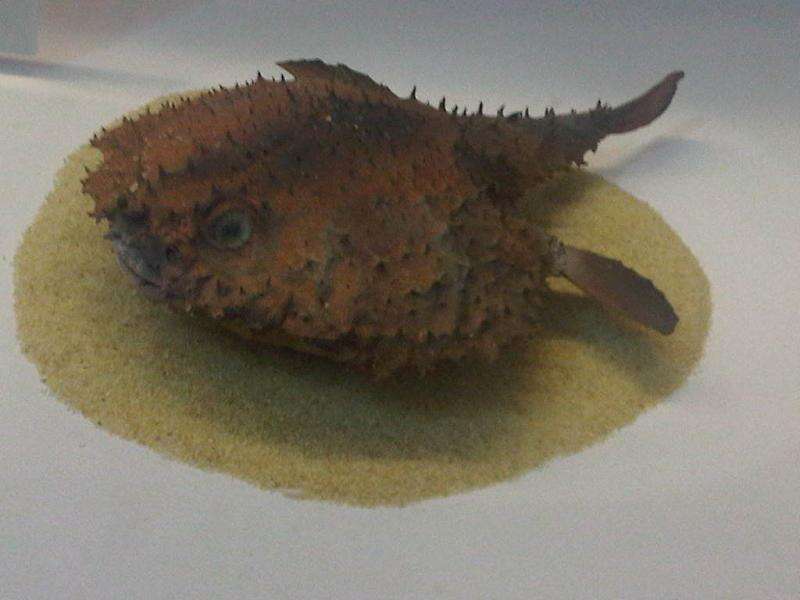 Image of Starry handfish