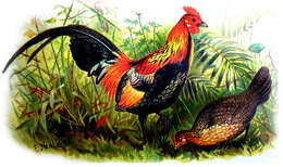 Image of Red Junglefowl