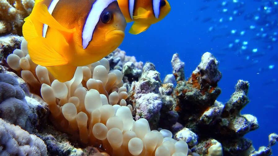 Image of Clownfish