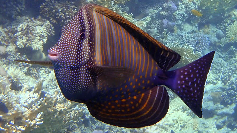 Image of Desjardin's Sailfin Tang