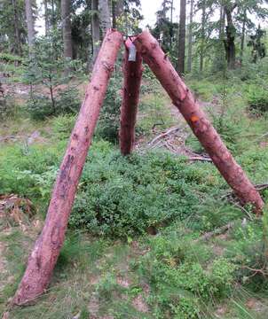 Image of european spruce bark beetle