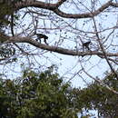 Image of Long-haired Spider Monkey