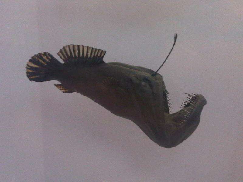 Image of black seadevils
