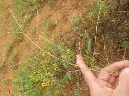 Image of tumble lovegrass