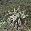 Image of Aloe speciosa Baker