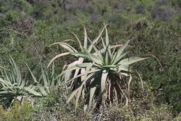Image of Aloe speciosa Baker