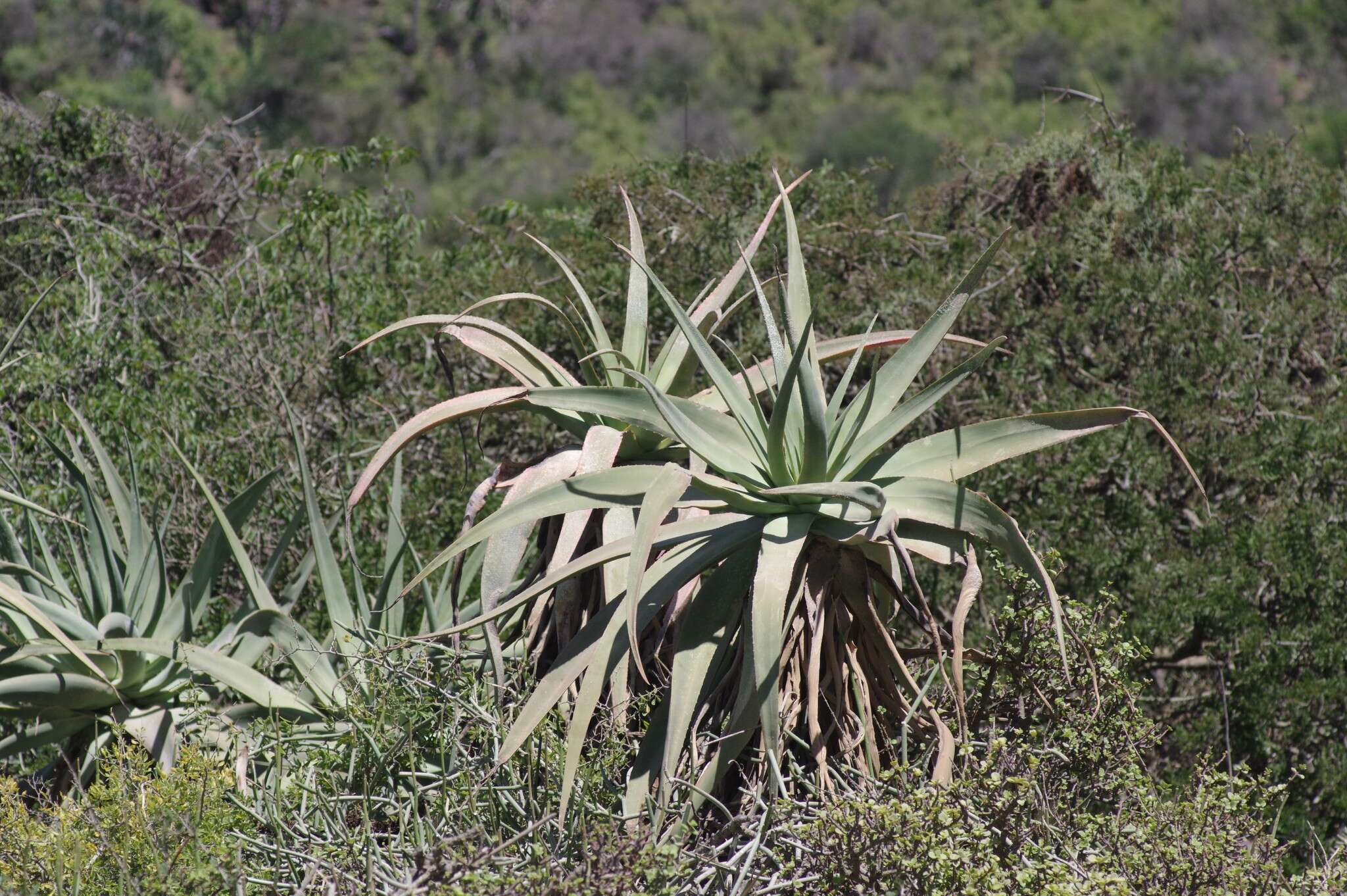 Aloe speciosa Baker resmi