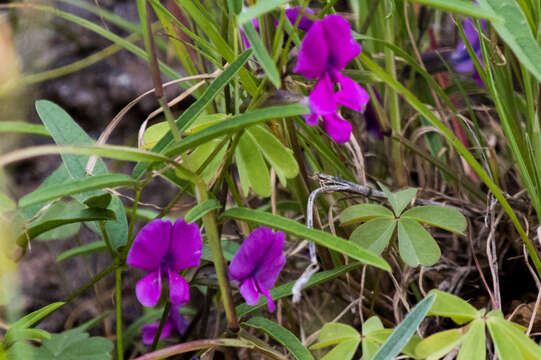 Plancia ëd Cologania angustifolia Kunth