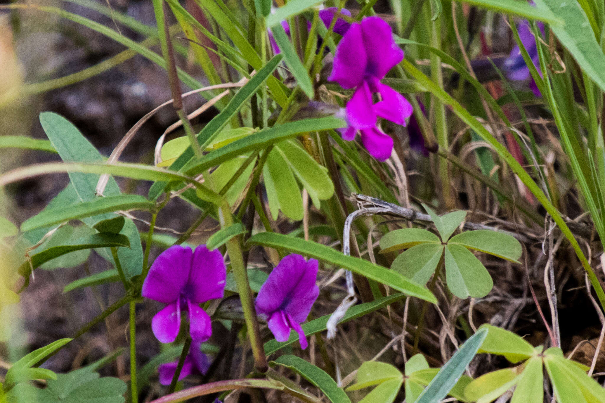 Image of longleaf cologania