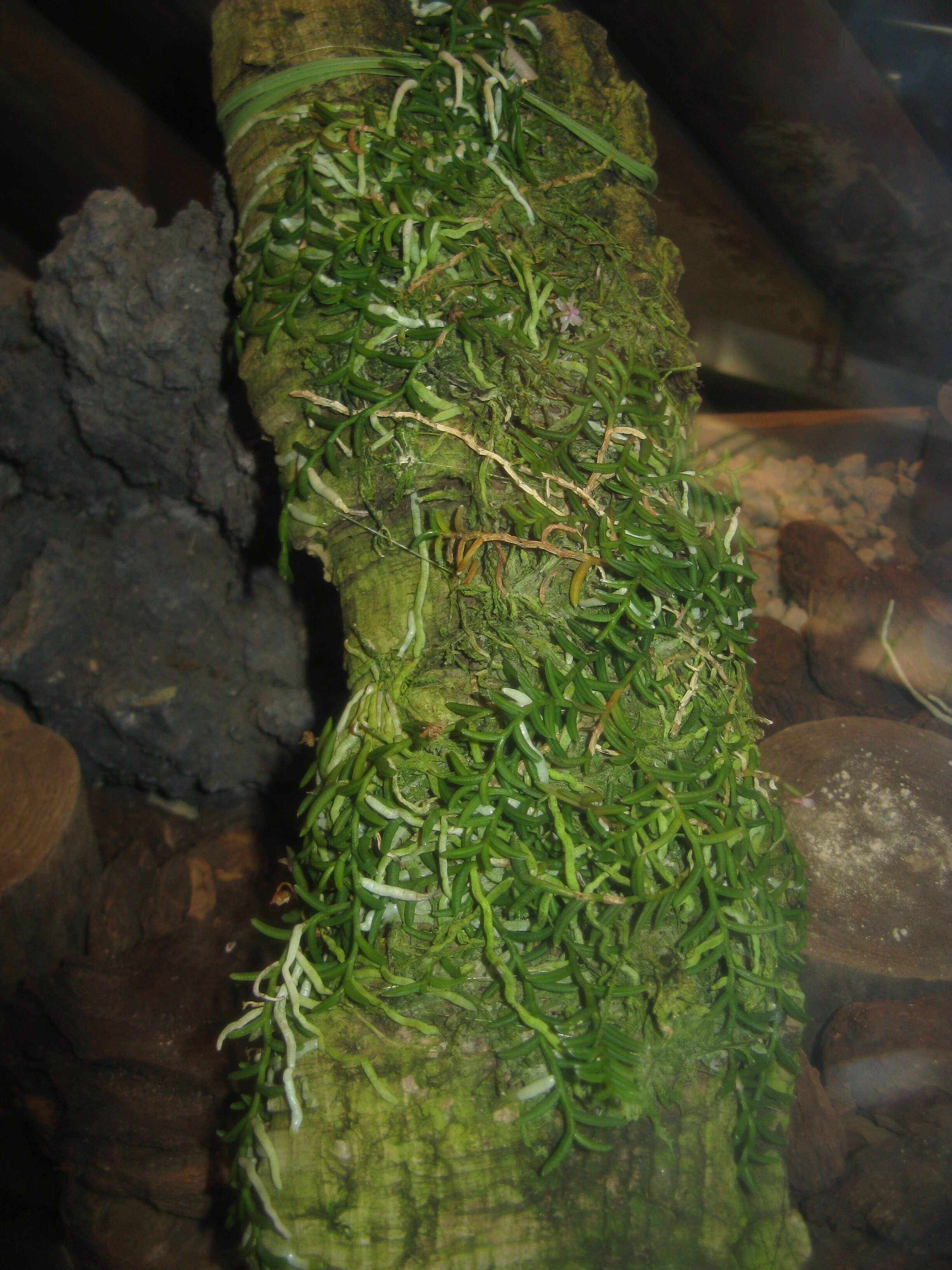 Image of Pelatantheria scolopendrifolia (Makino) Aver.