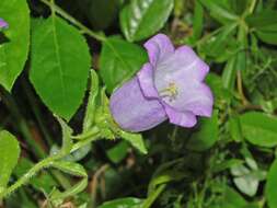 Image of Canterbury Bells