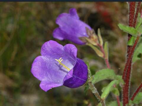 Image of Canterbury Bells