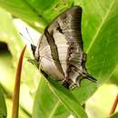 Polyura schreiberi tisamenus Fruhstorfer 1914的圖片