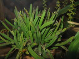 Image of Acianthera teres (Lindl.) Borba