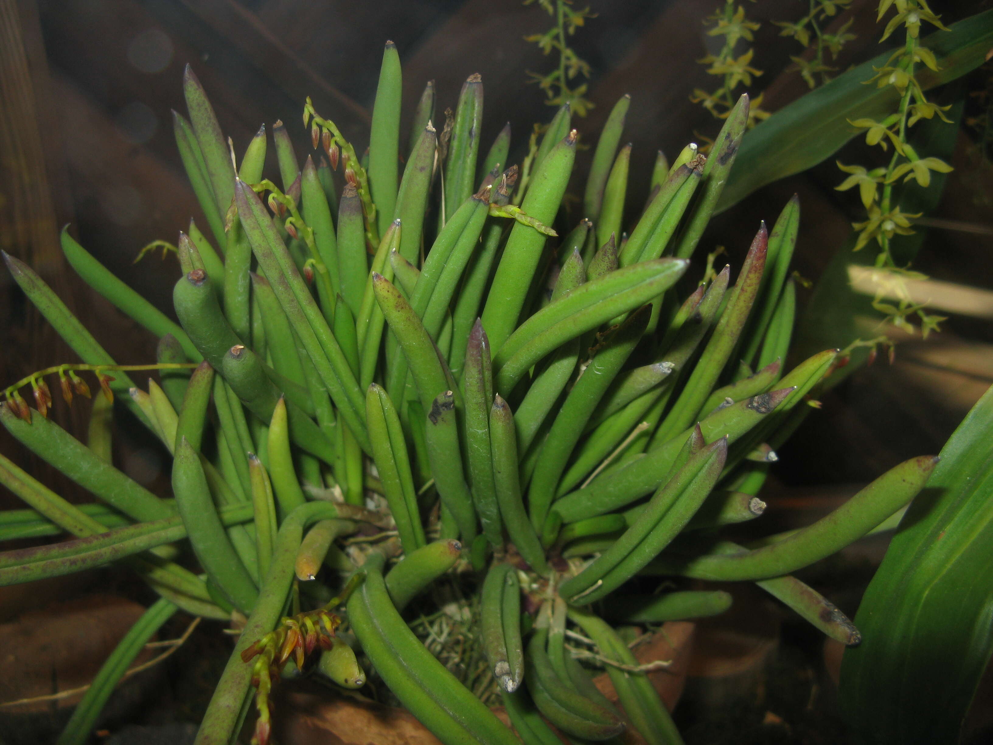Image of Acianthera teres (Lindl.) Borba