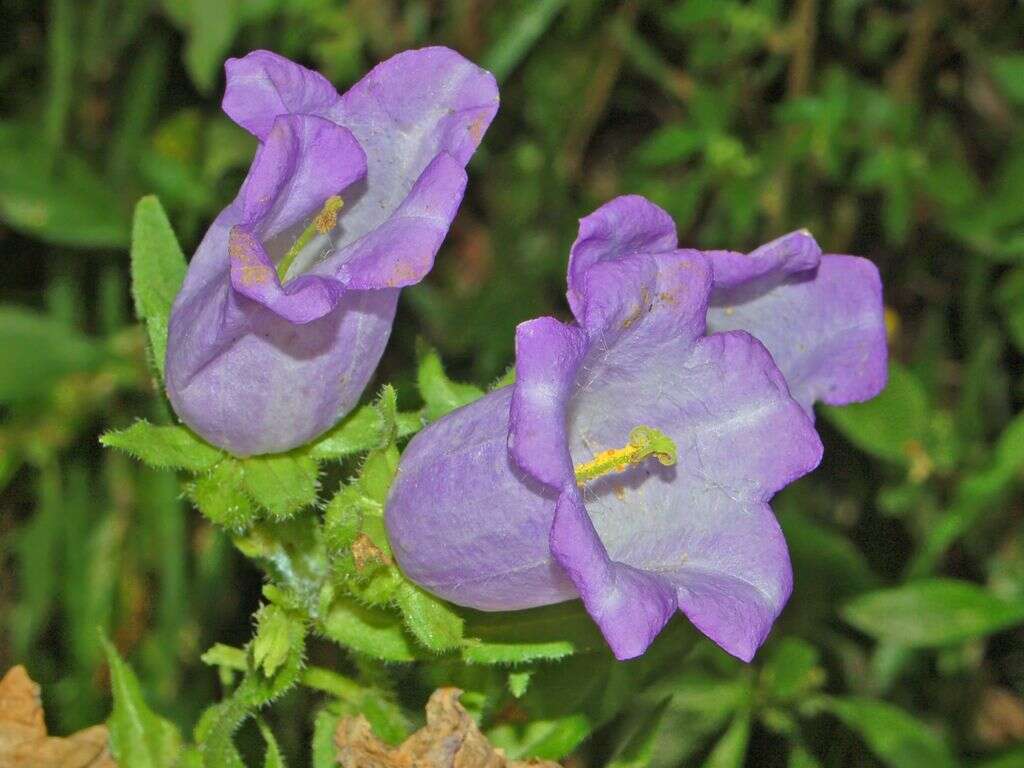 Image of Canterbury Bells