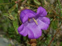 Image of Canterbury Bells