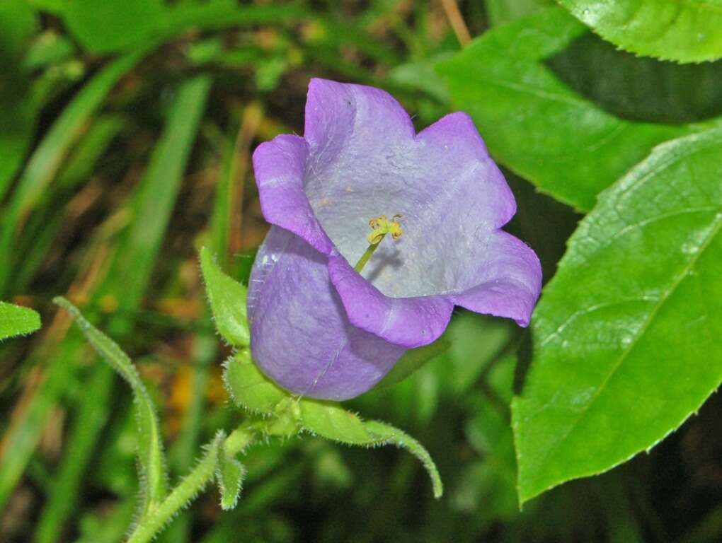 Image of Canterbury Bells